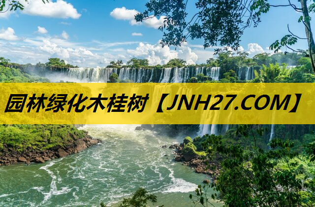 园林绿化木桂树