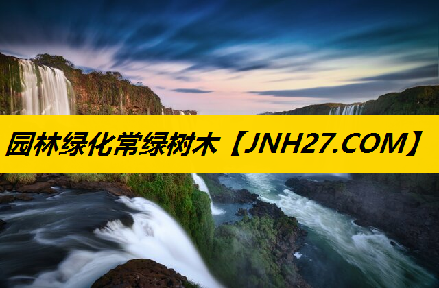 园林绿化常绿树木 园林绿化常绿树木