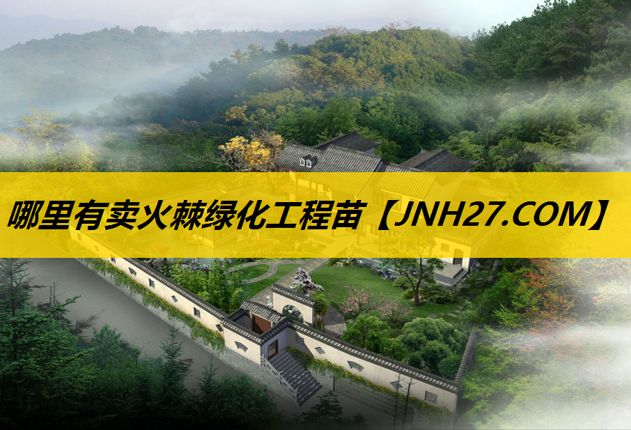 哪里有卖火棘绿化工程苗