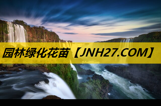 园林绿化花苗