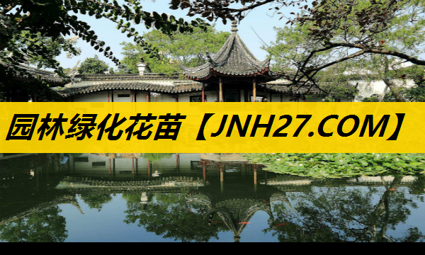 园林绿化花苗