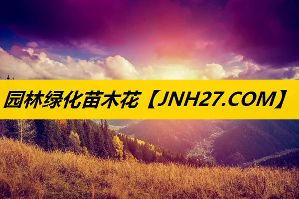 园林绿化苗木花