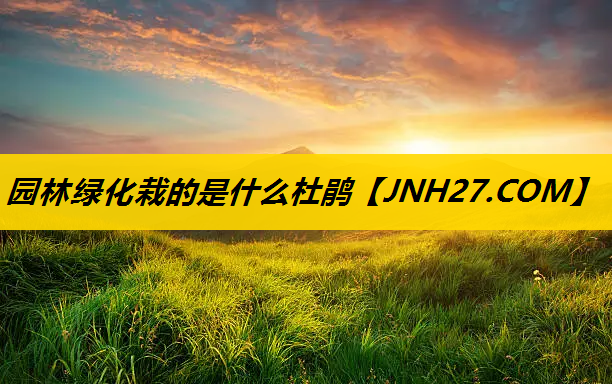 园林绿化栽的是什么杜鹃
